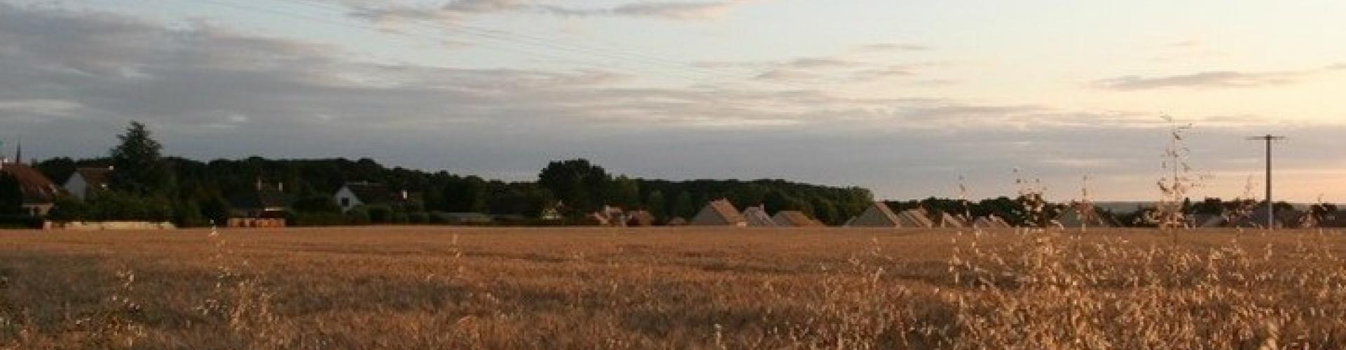 Champ de chaumes à Cormes